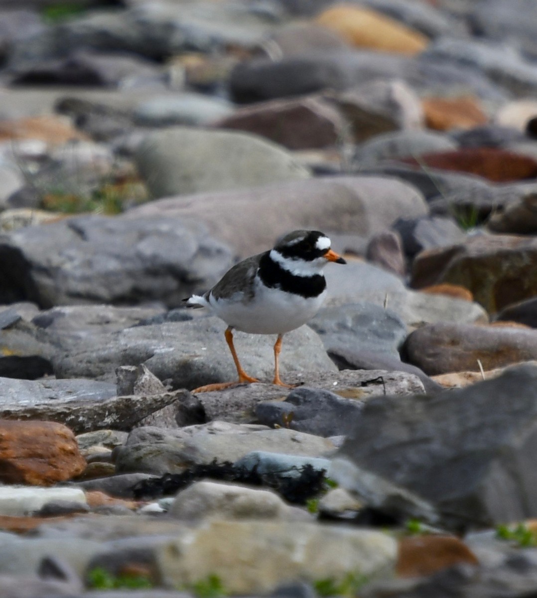Common Ringed Plover - ML109353301
