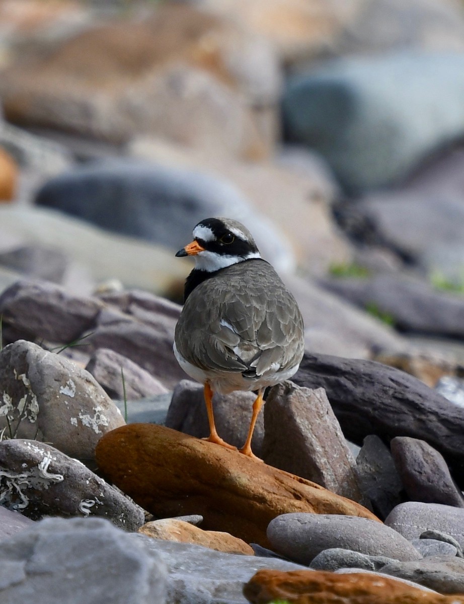 Common Ringed Plover - ML109353381