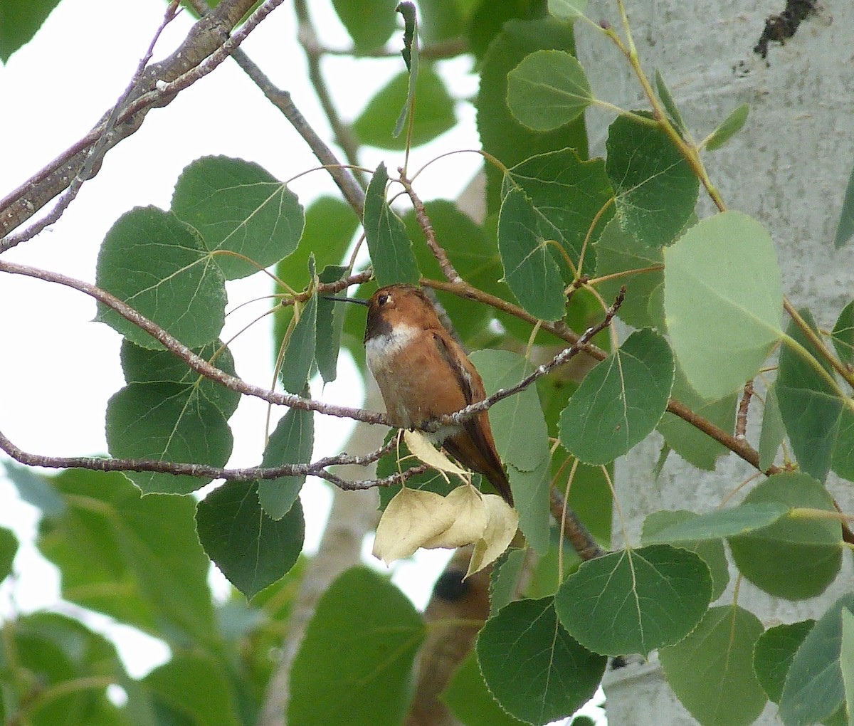 Rufous Hummingbird - ML109358231