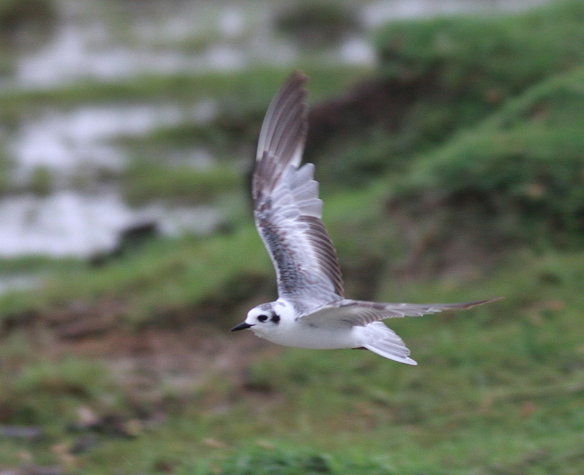 White-winged Tern - Guy Poisson