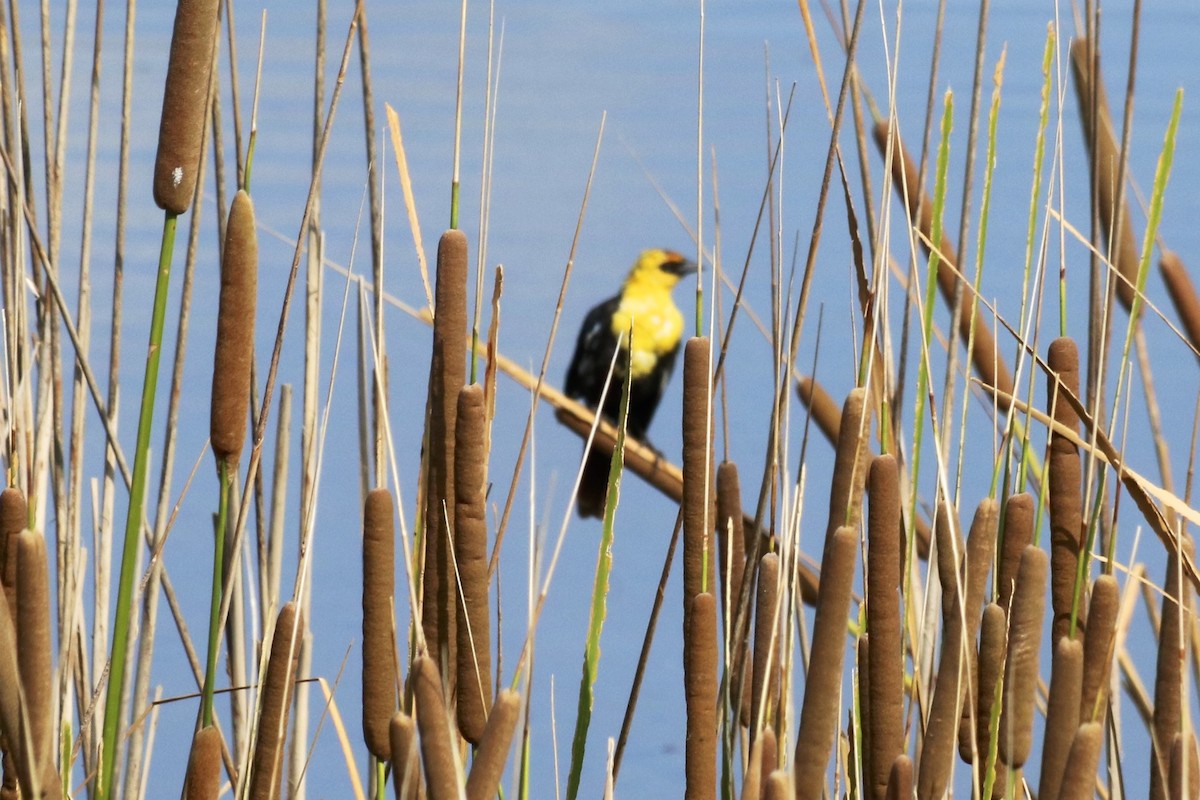 Yellow-headed Blackbird - David Marjamaa