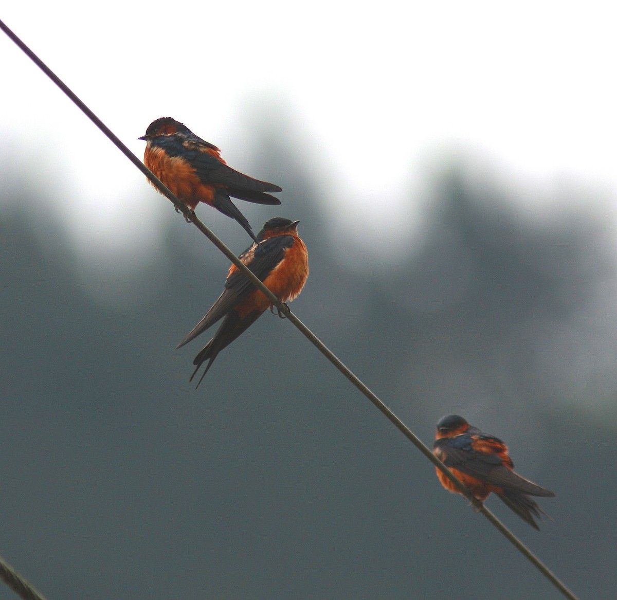 Sri Lanka Swallow - Guy Poisson
