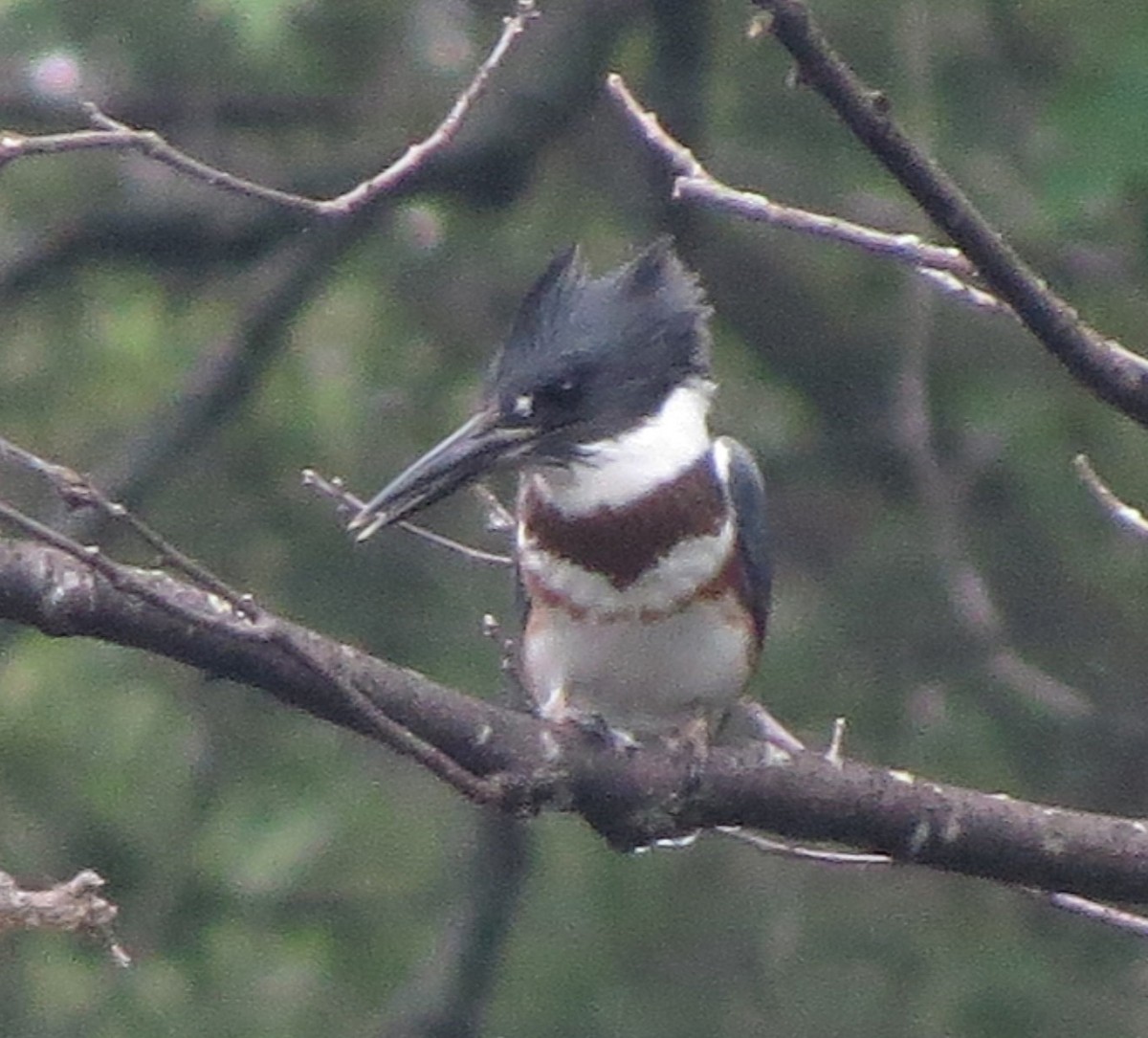 Belted Kingfisher - ML109363051