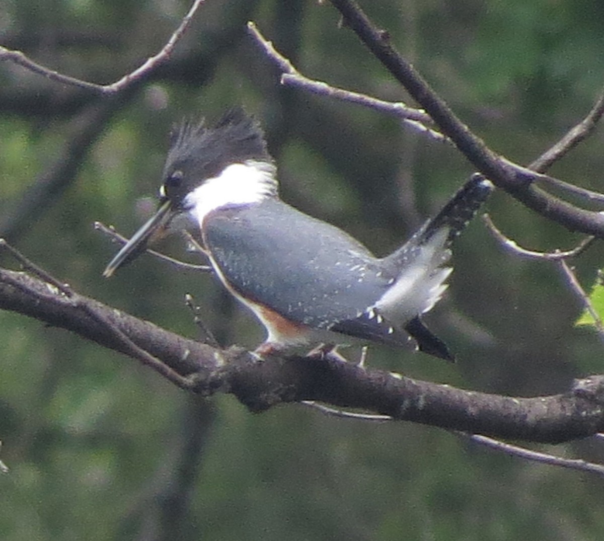 Belted Kingfisher - ML109363061