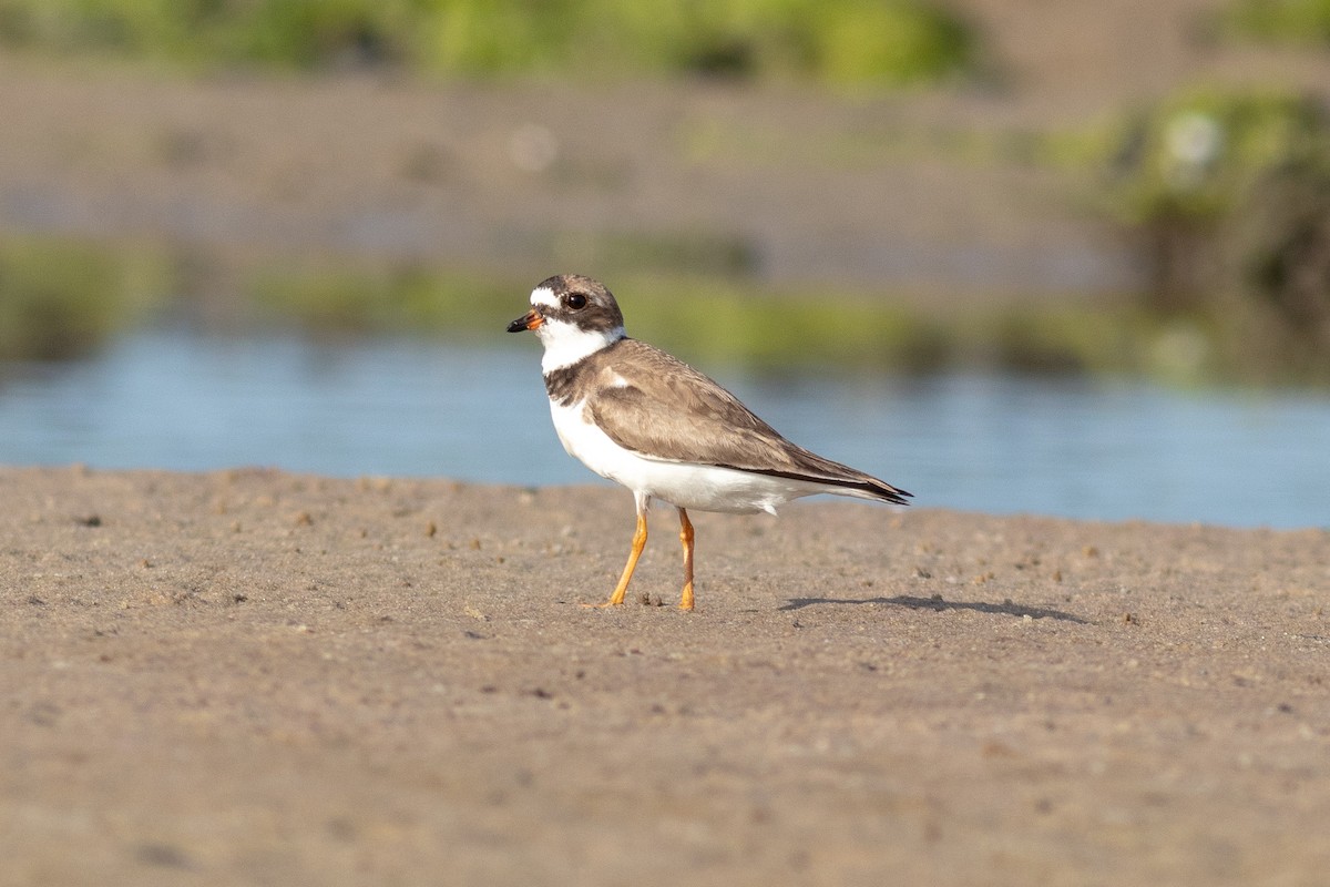 Semipalmated Plover - ML109365011