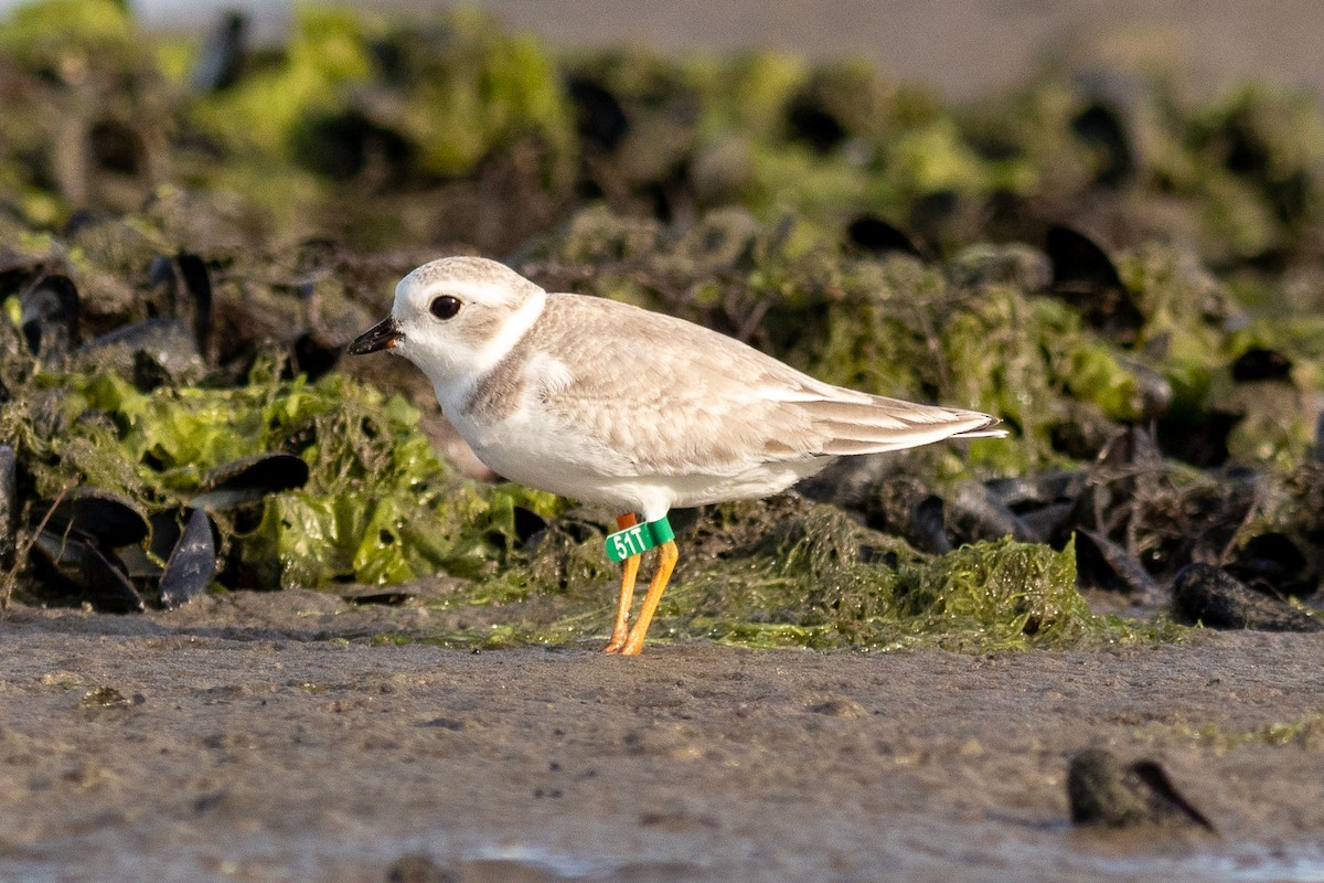Piping Plover - ML109365591