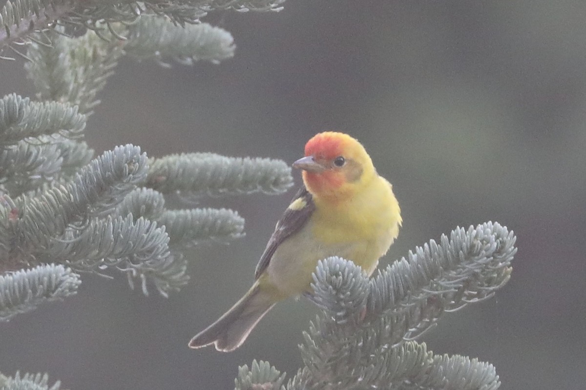 Western Tanager - ML109372661