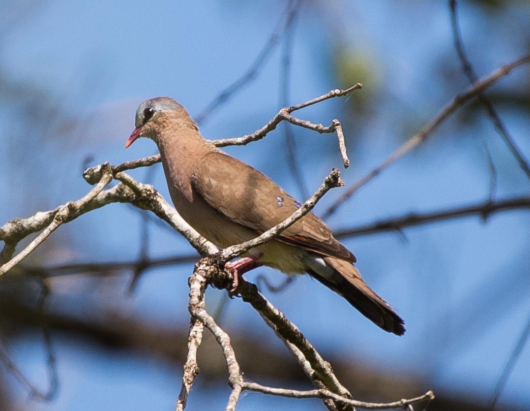 Blue-spotted Wood-Dove - Simon Carter