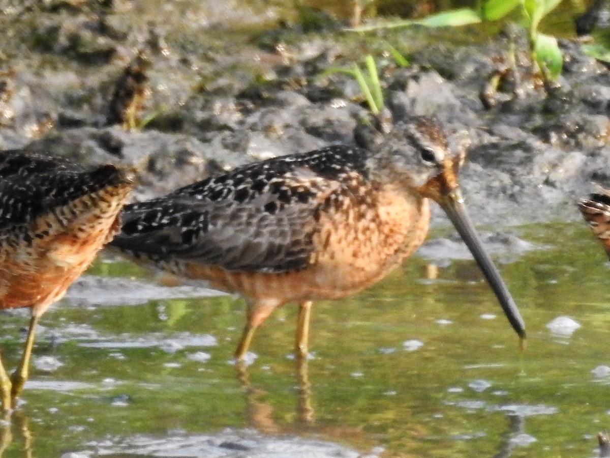 Long-billed Dowitcher - David Smith