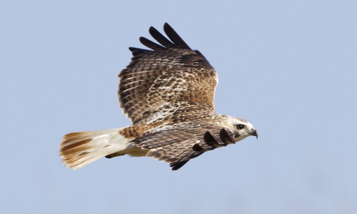 Red-tailed Hawk (Krider's) - Brian Sullivan