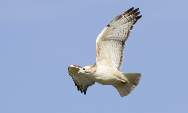 Adult - Red-tailed Hawk (Krider's) - 