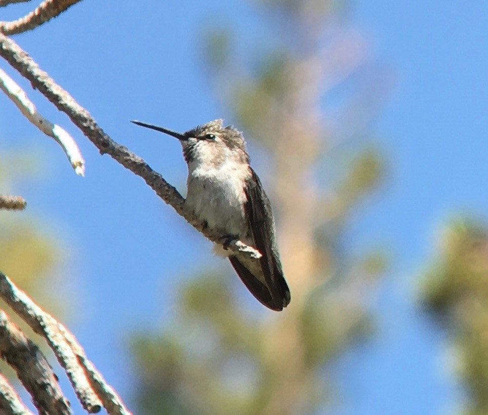 Costa's Hummingbird - ML109378541