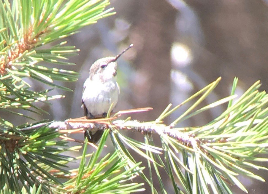 Costa's Hummingbird - ML109378551