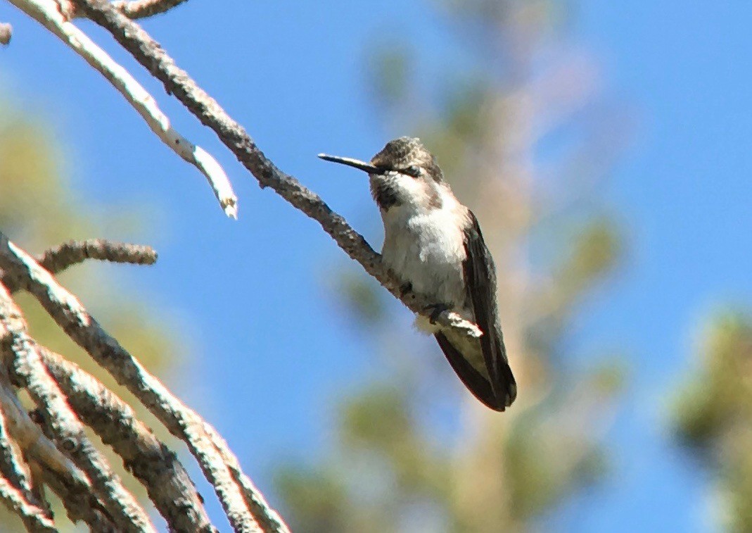 Costa's Hummingbird - ML109378801