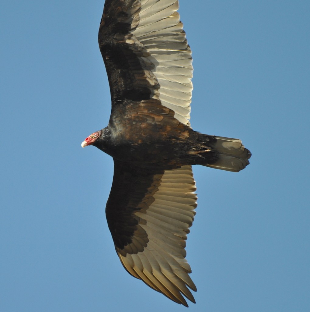 Turkey Vulture - Collin Stempien