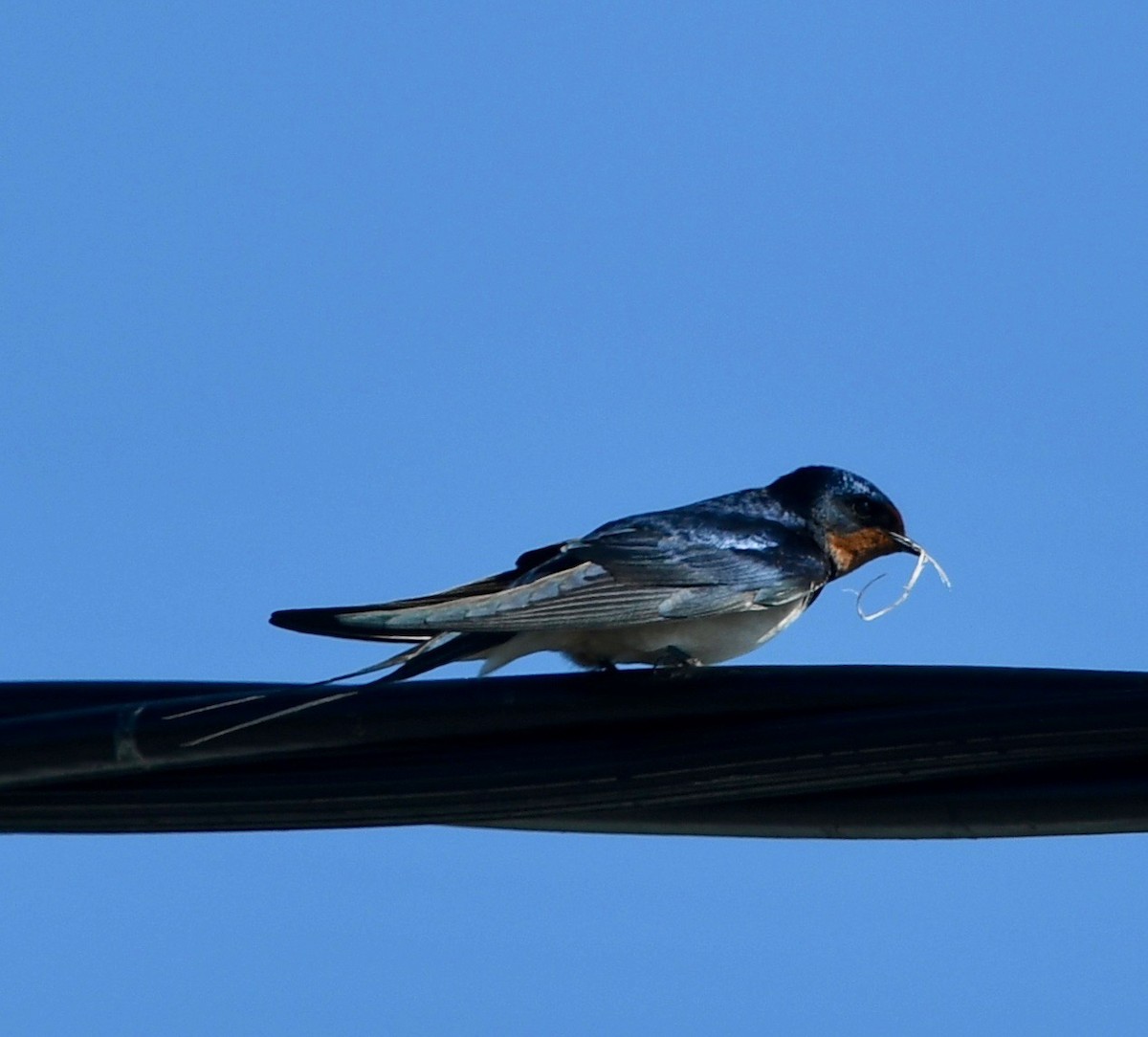 Barn Swallow (White-bellied) - ML109380201