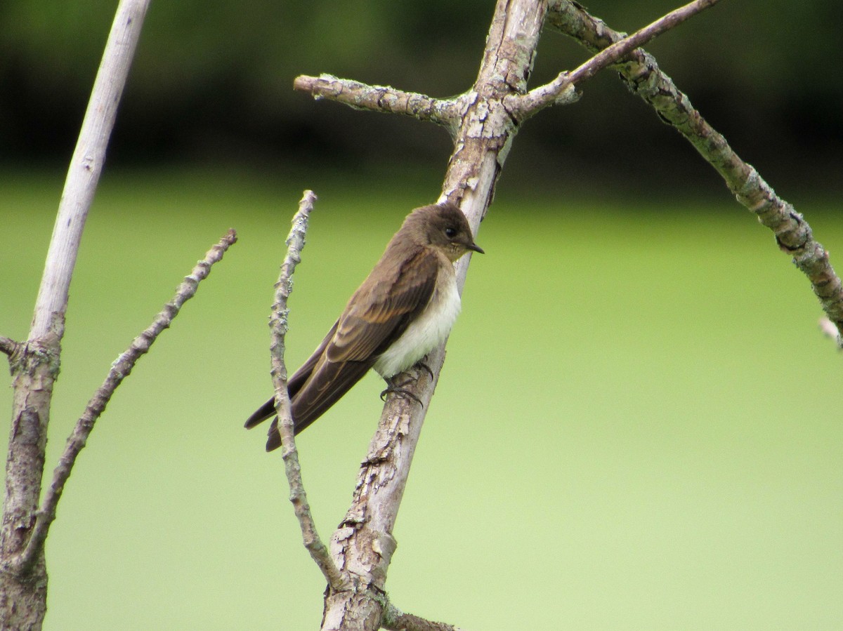 Northern Rough-winged Swallow - ML109382561