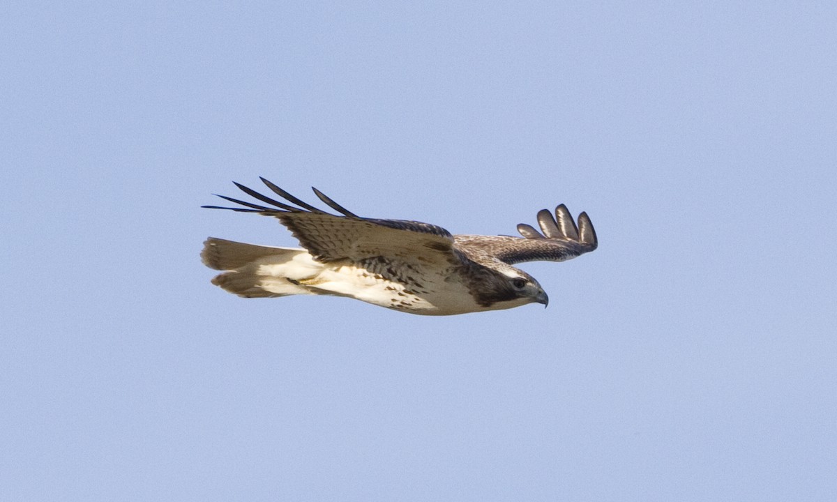 Red-tailed Hawk (Krider's) - ML109391151
