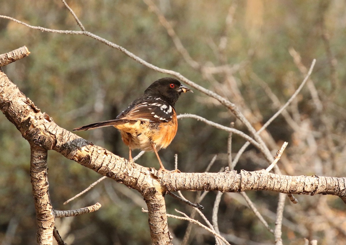 Spotted Towhee - Adam Dudley