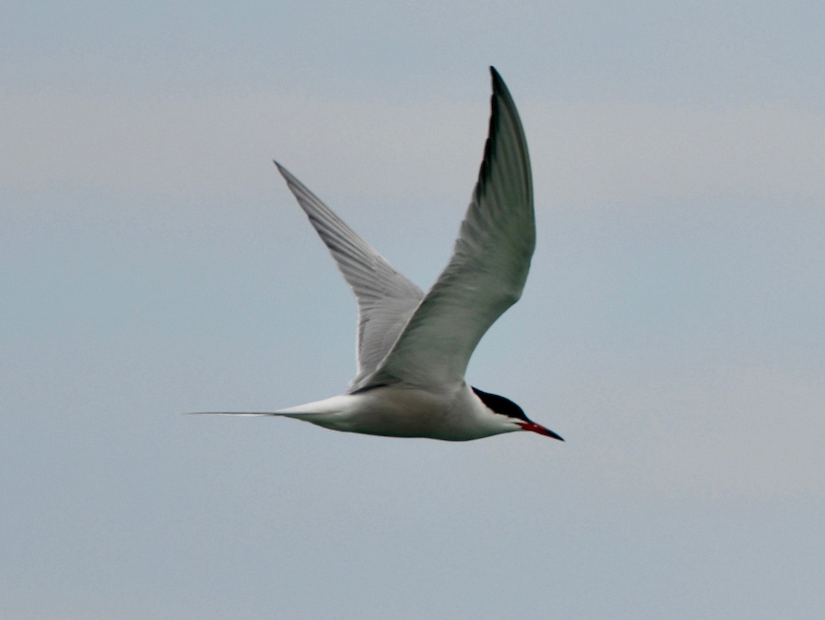 Common Tern - Susan Mac