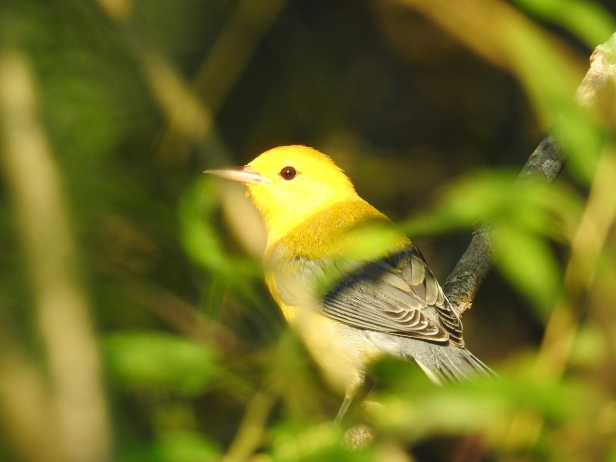 Prothonotary Warbler - ML109403211