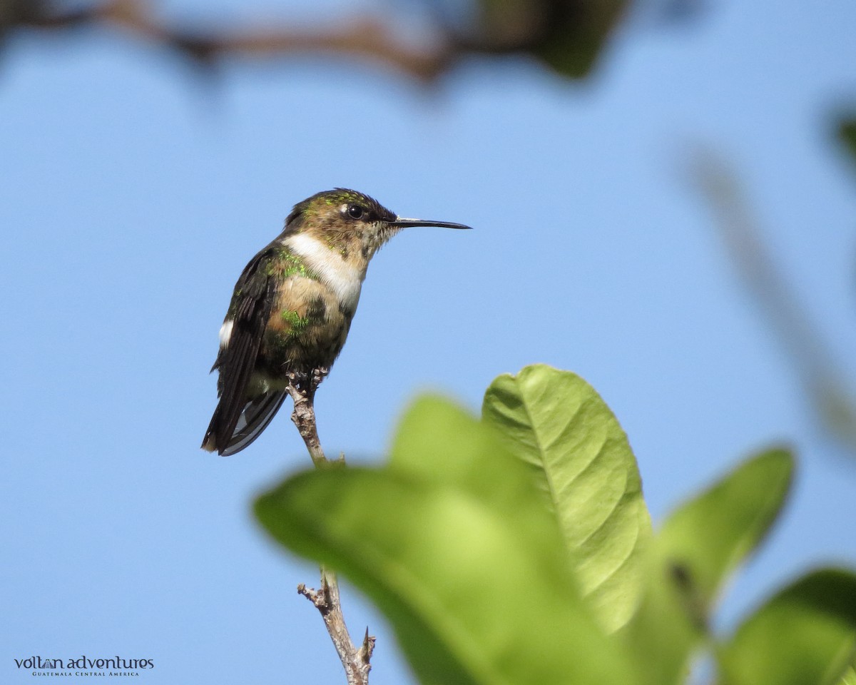 Sparkling-tailed Hummingbird - ML109403481