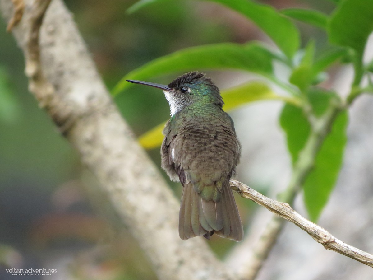 Azure-crowned Hummingbird - ML109403731