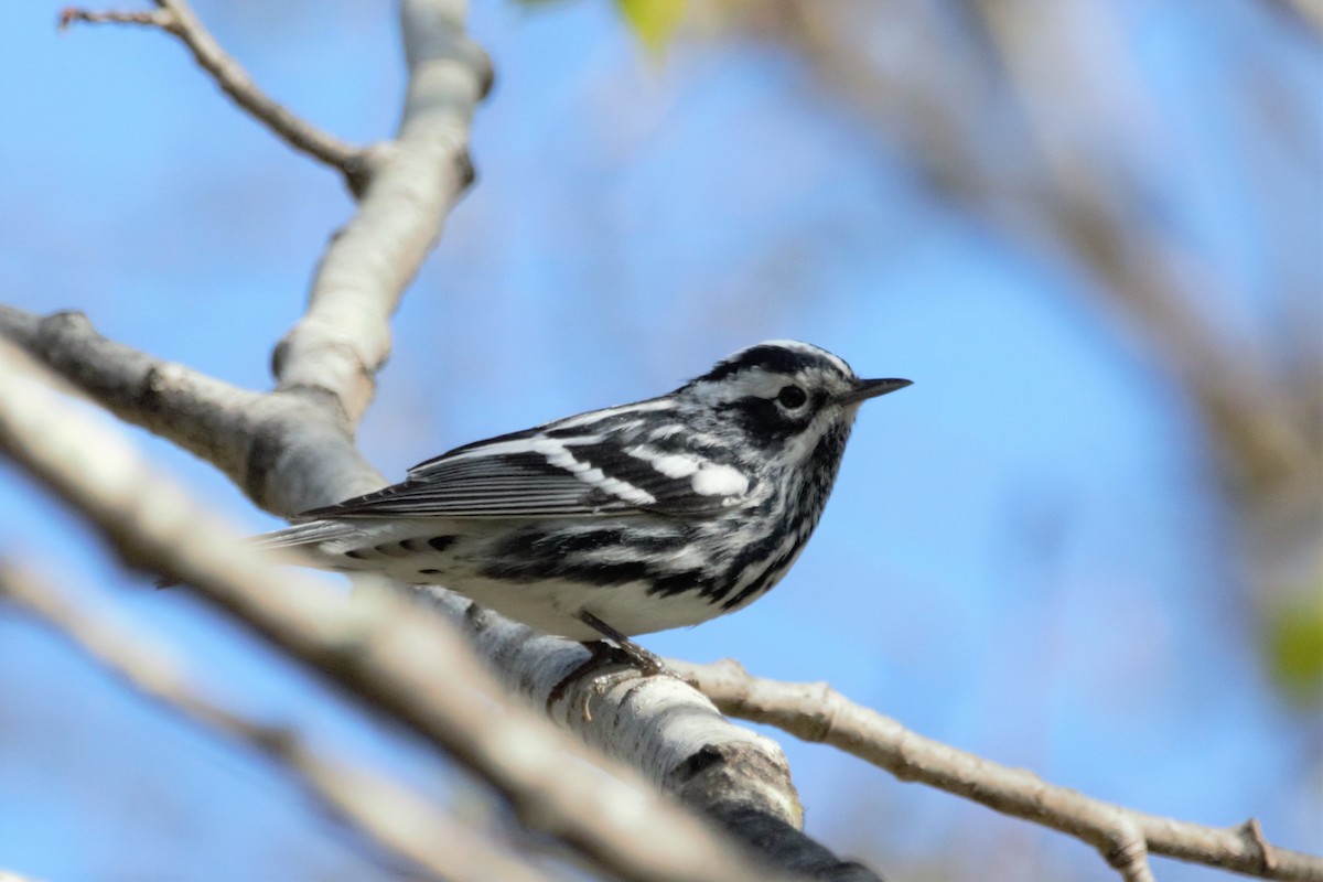 Black-and-white Warbler - ML109406941
