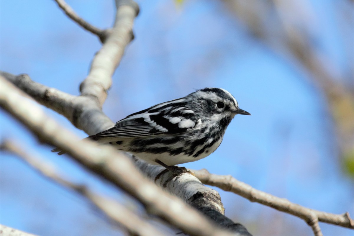 Black-and-white Warbler - ML109406951