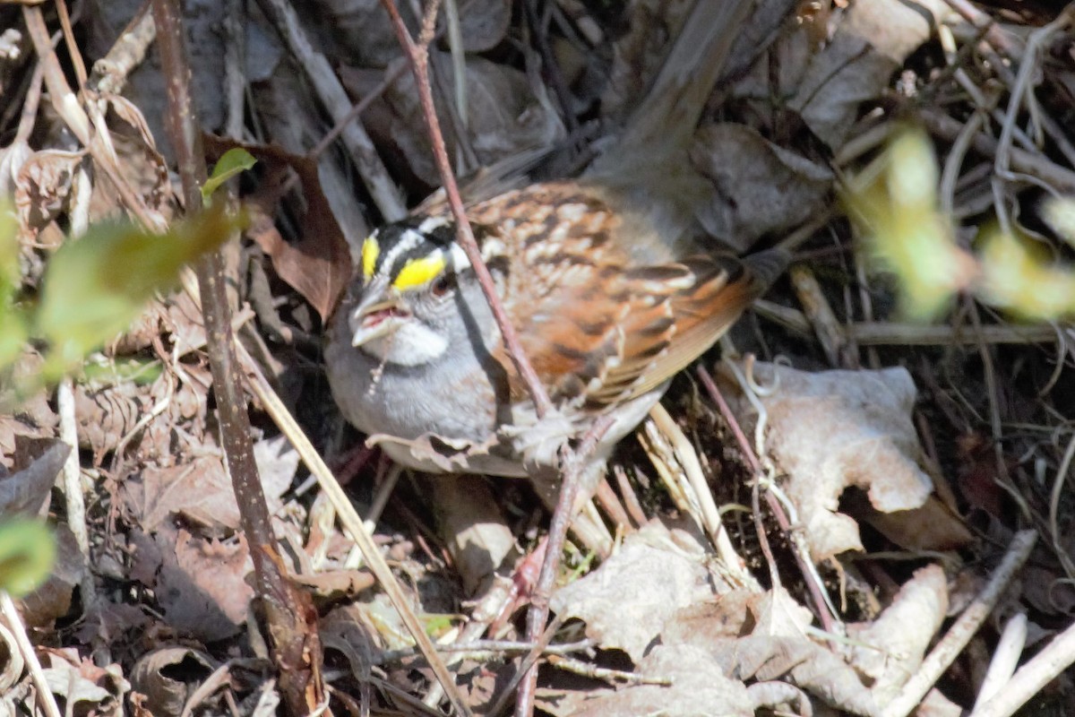 White-throated Sparrow - ML109407031
