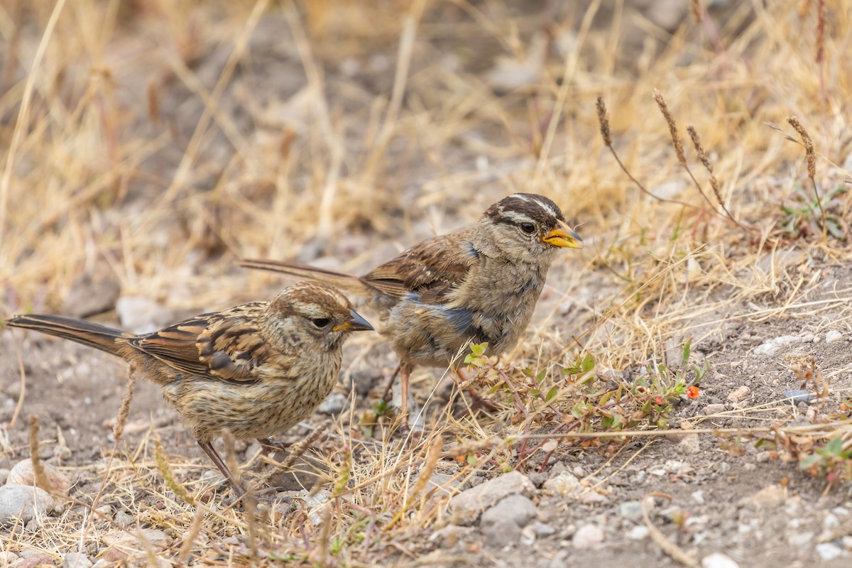 White-crowned Sparrow - ML109412191