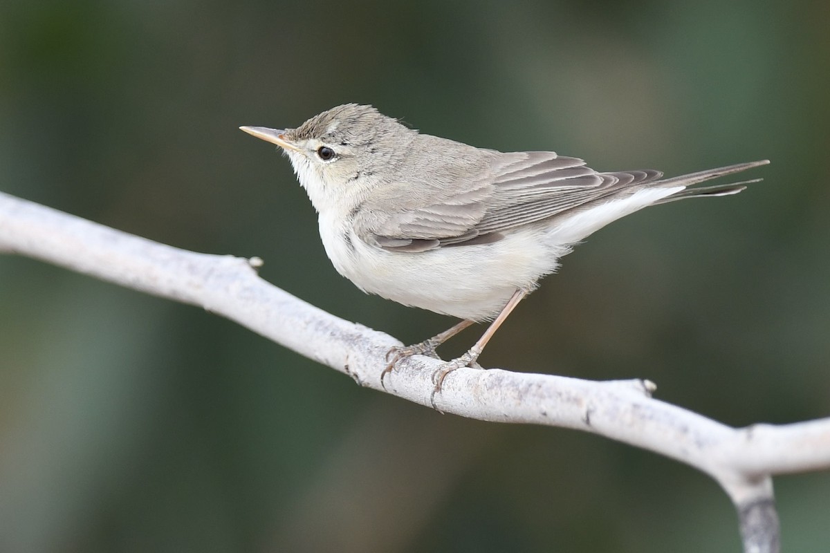 Upcher's Warbler - AREF ALAWADHI