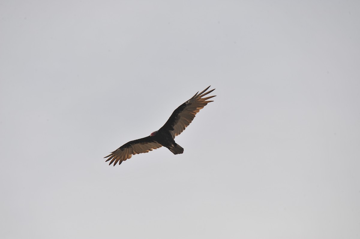 Turkey Vulture - ML109416321