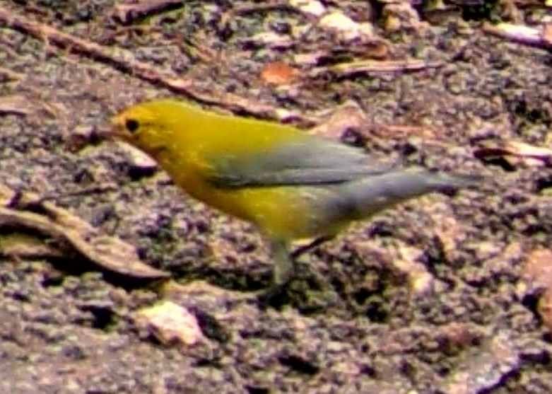 Prothonotary Warbler - ML109418091