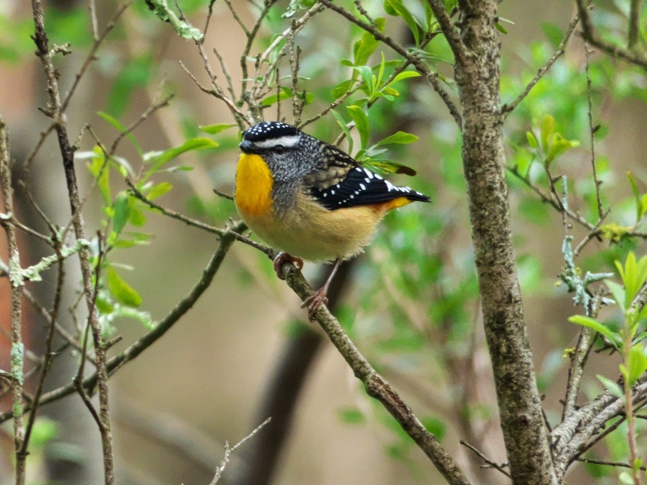 Spotted Pardalote - ML109418491
