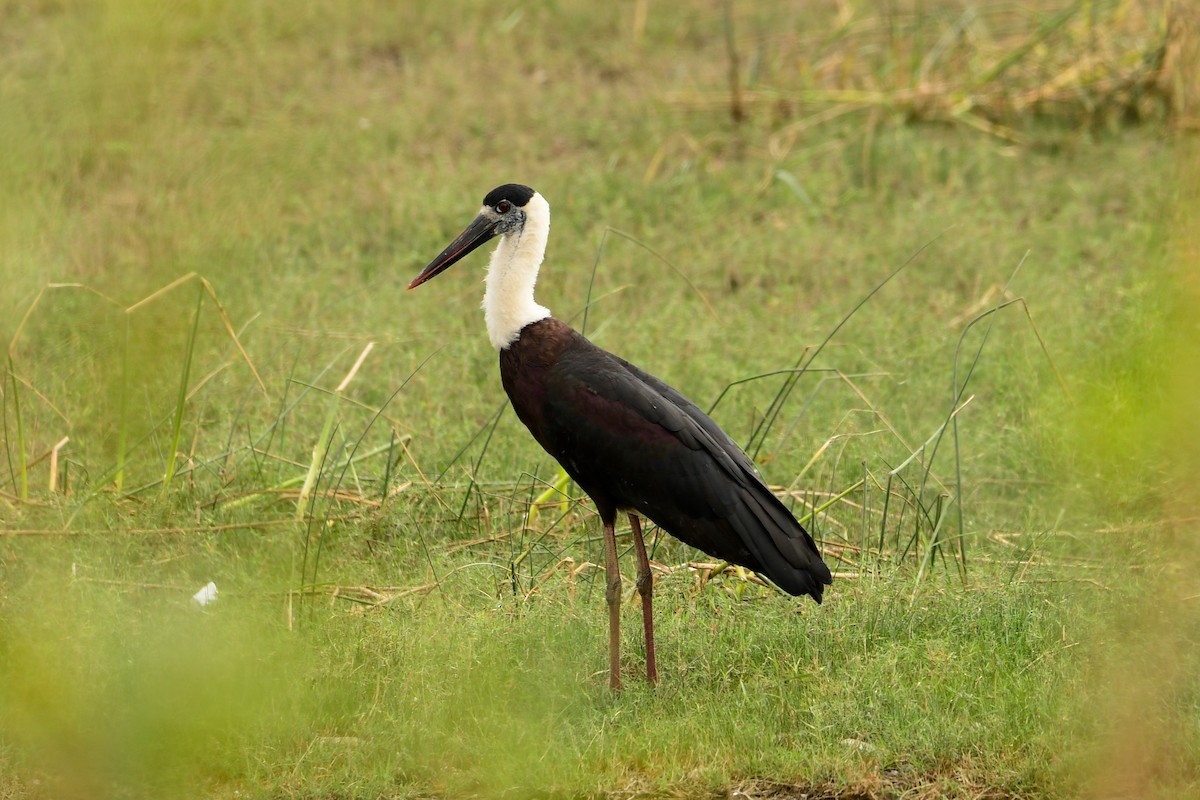 Asian Woolly-necked Stork - ML109426181