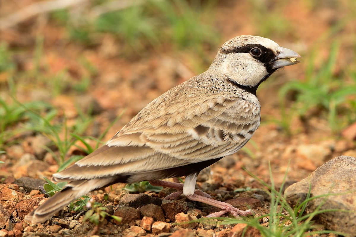 Ashy-crowned Sparrow-Lark - Prem Raut
