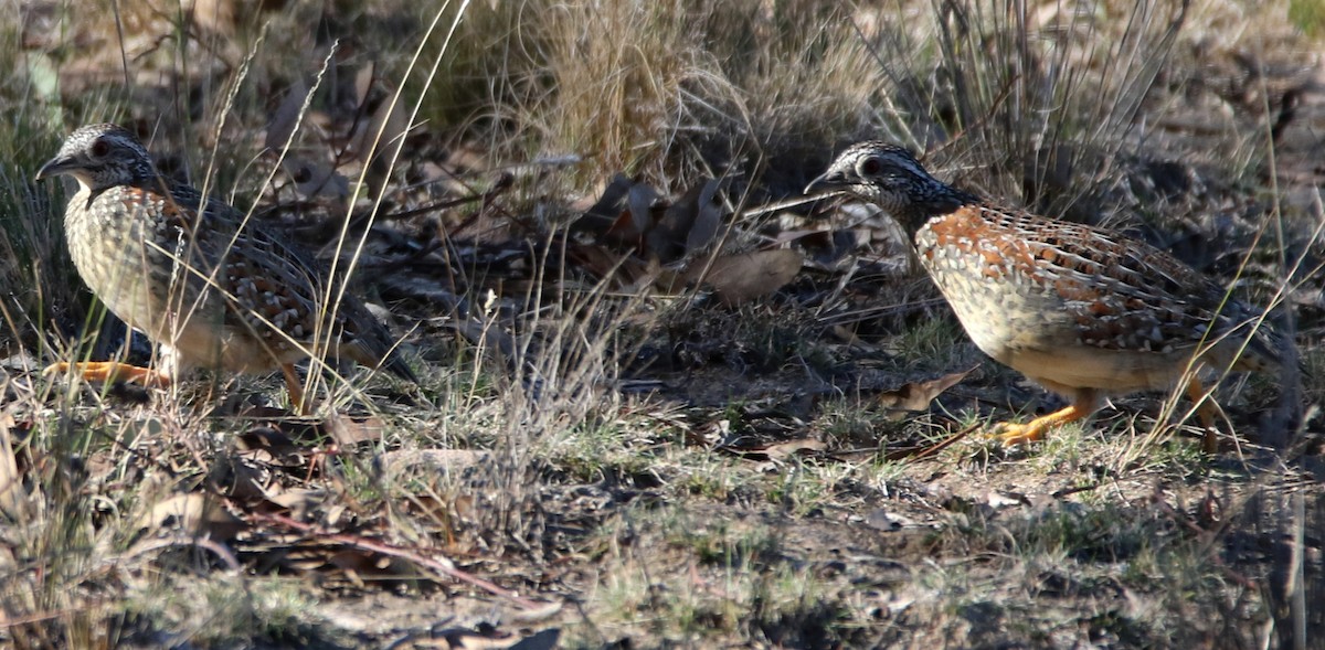 Painted Buttonquail - Thalia and Darren Broughton
