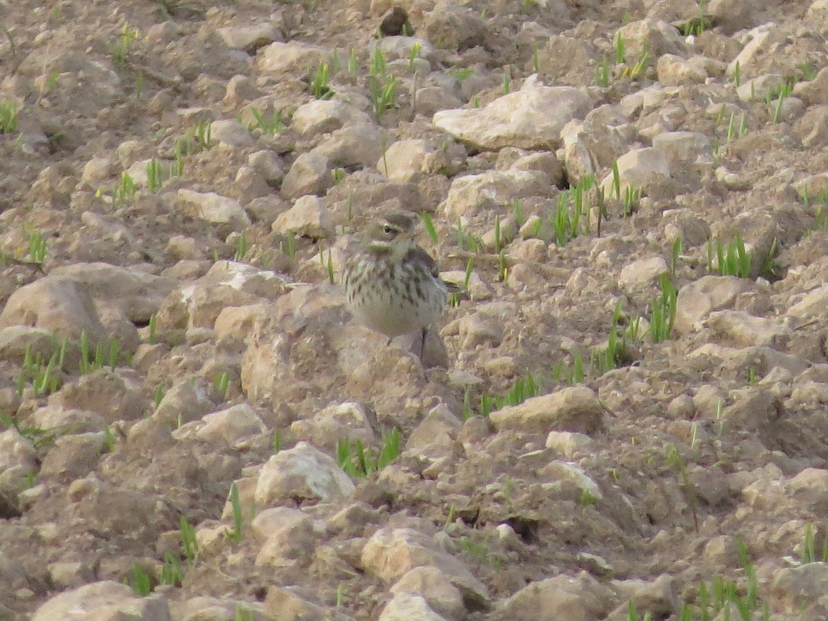 Water Pipit - ML109430851
