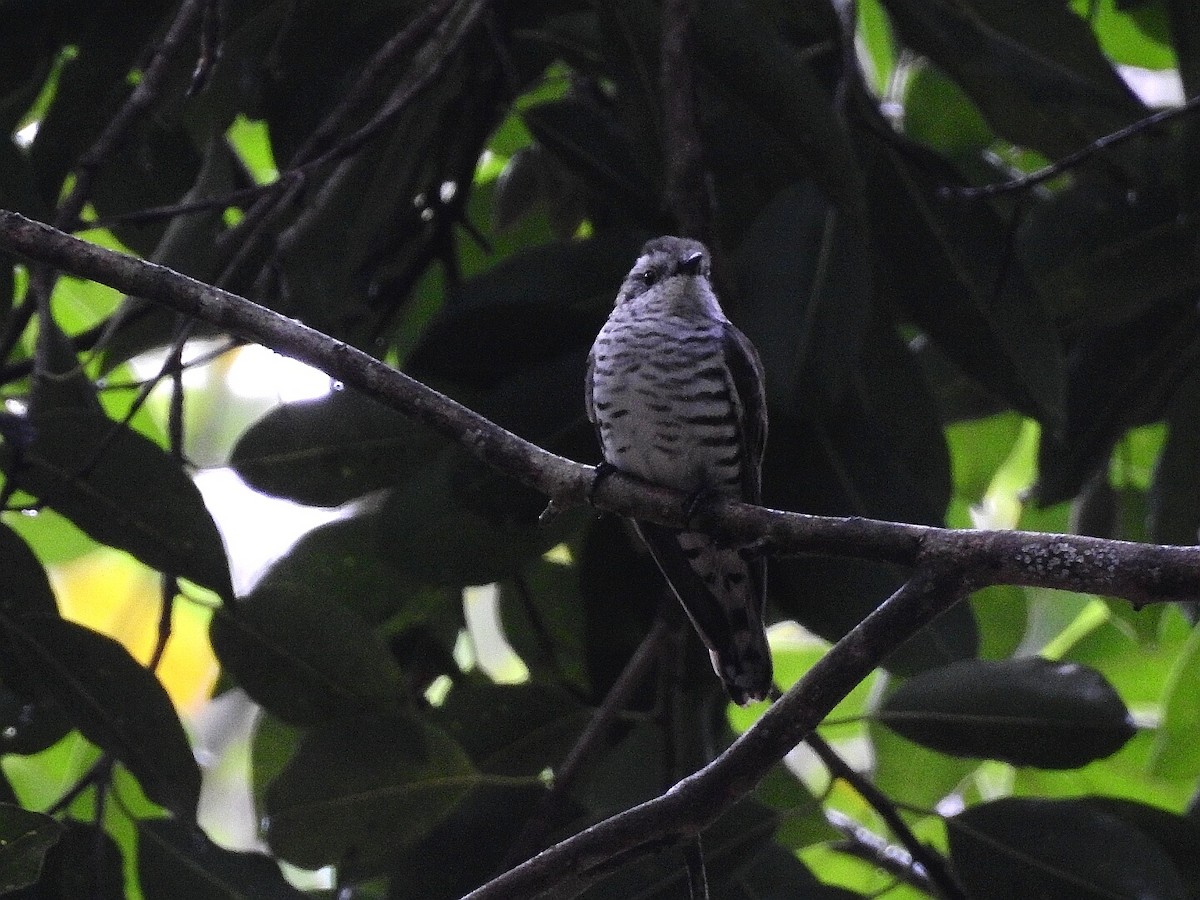 Little Bronze-Cuckoo - Somkiat Pakapinyo