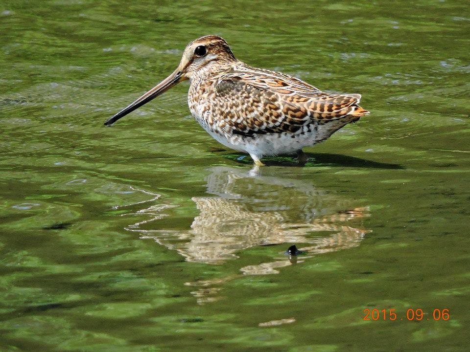 Pin-tailed Snipe - Maggie Chen