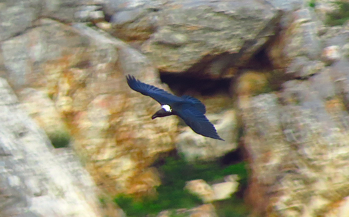 White-necked Raven - ML109432741