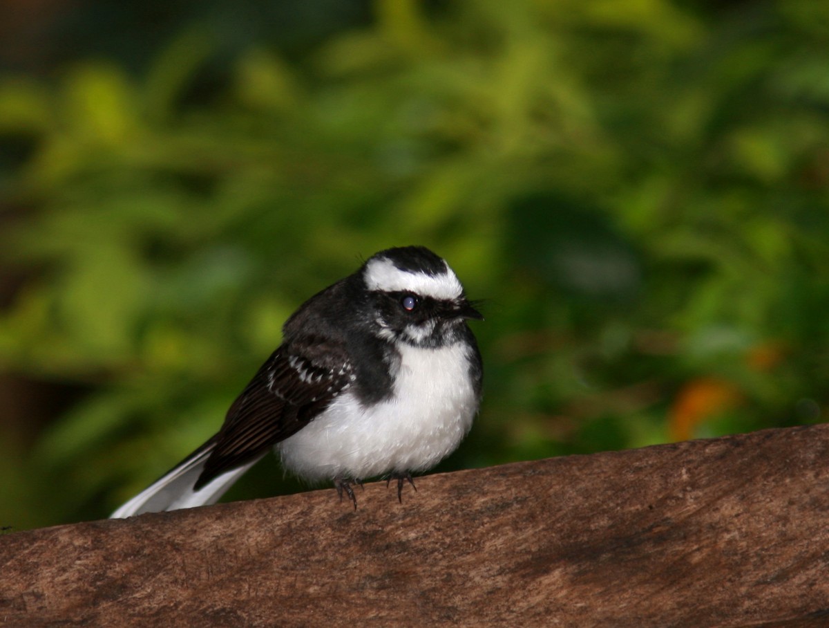 White-browed Fantail - ML109438181