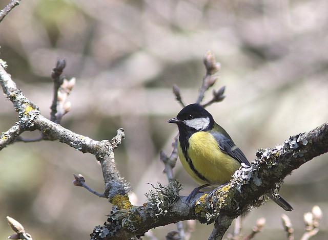 Great Tit (subspecies&nbsp;<em class="SciName notranslate">excelsus</em>). - Great Tit - 