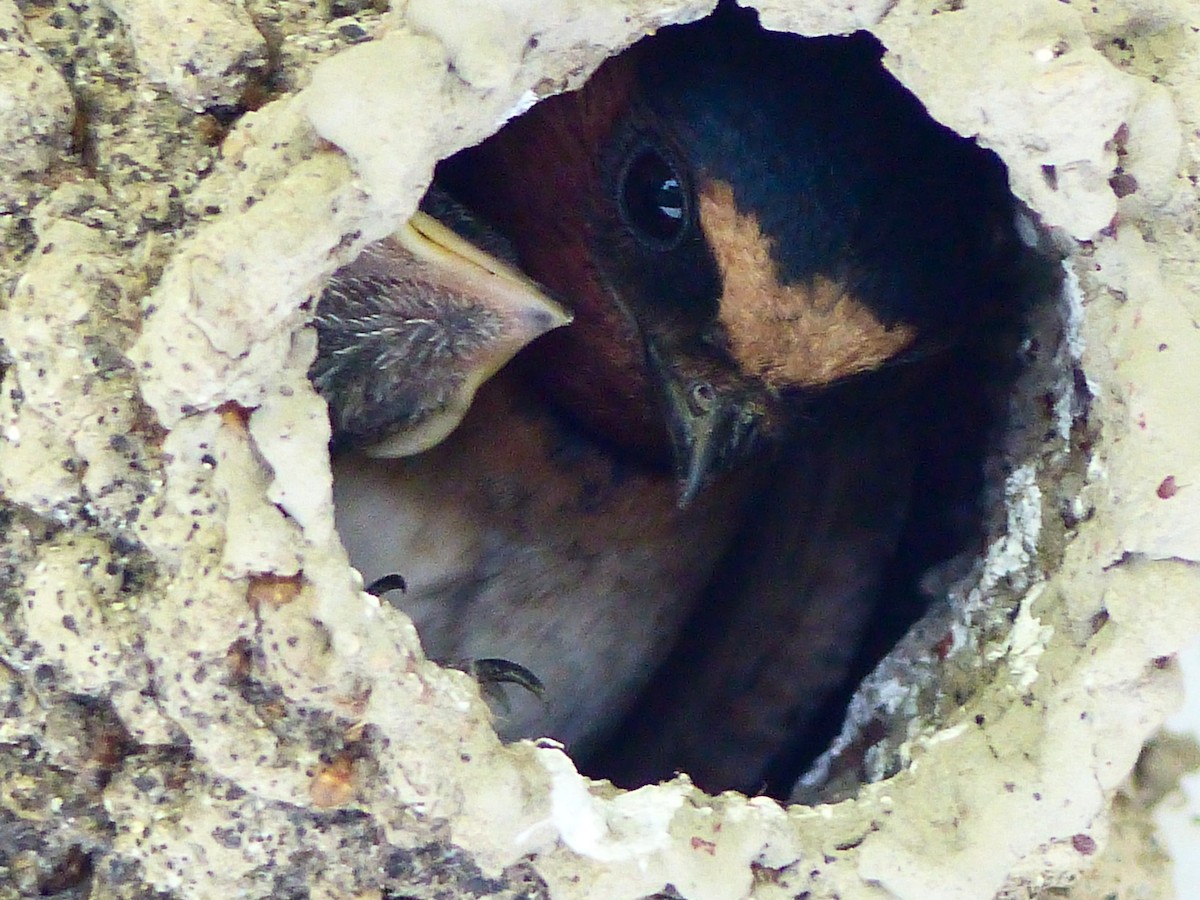 Cliff Swallow - Denise Therriault