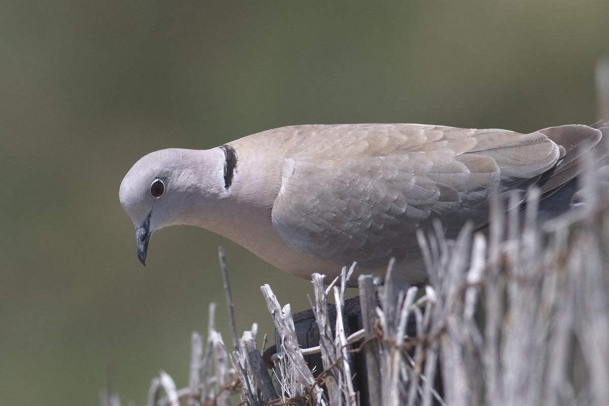 Eurasian Collared-Dove - David Hird