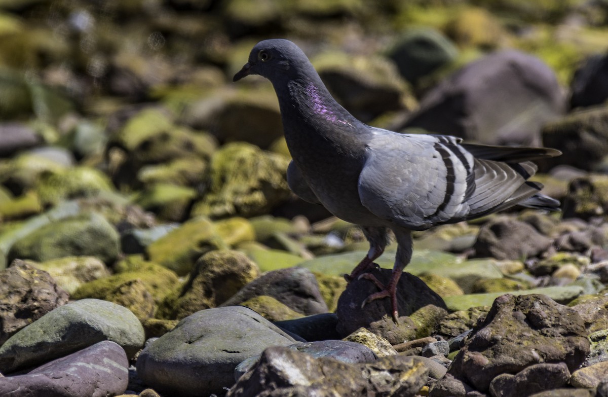 Rock Pigeon (Feral Pigeon) - Jim Carroll