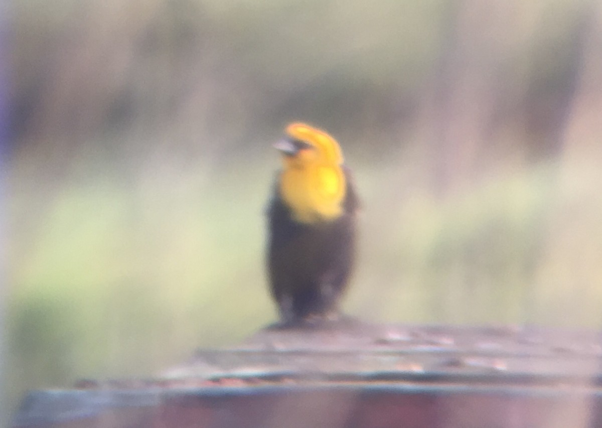 Yellow-headed Blackbird - John Callender
