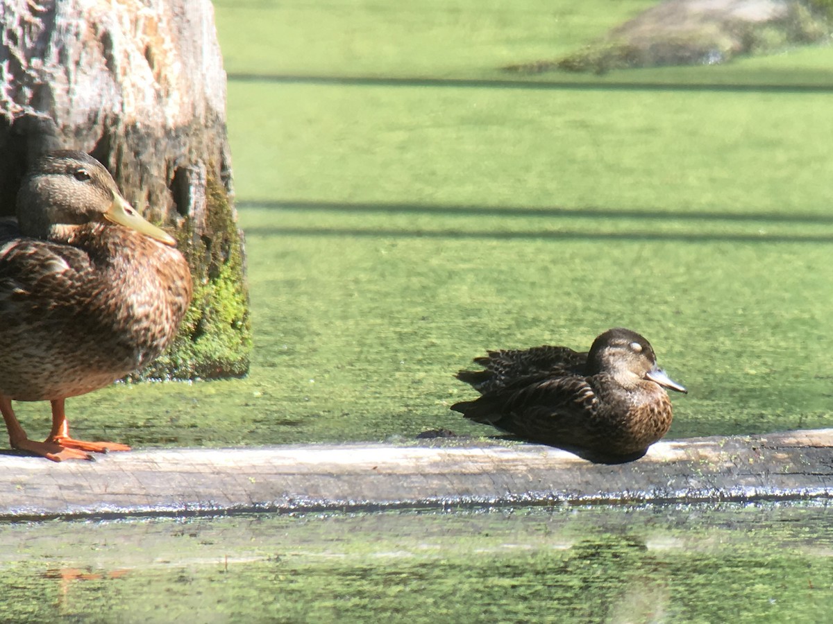 Green-winged Teal - ML109455531