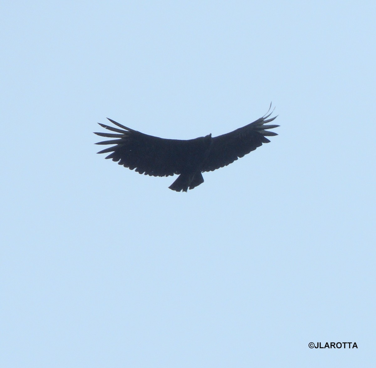 Black Vulture - Jorge La Rotta